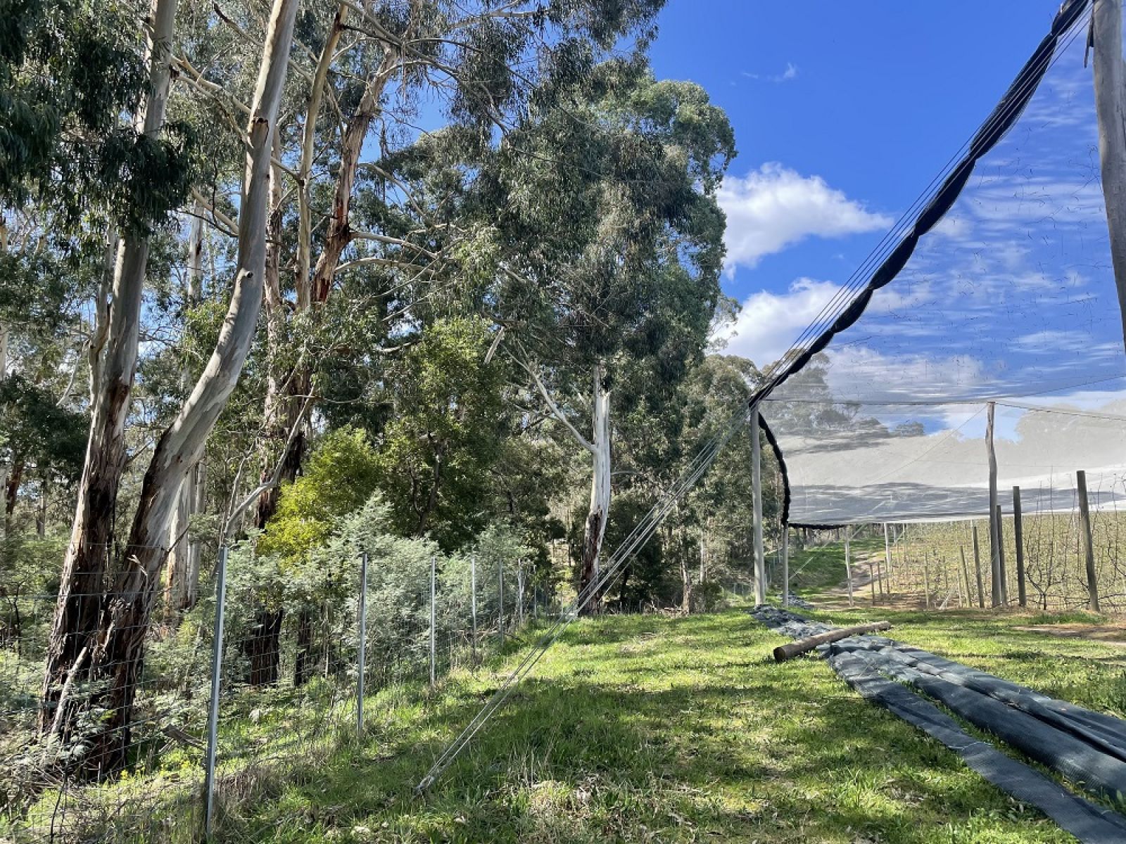 Orcharding beside Birrarung (photograph Bronwyn South)