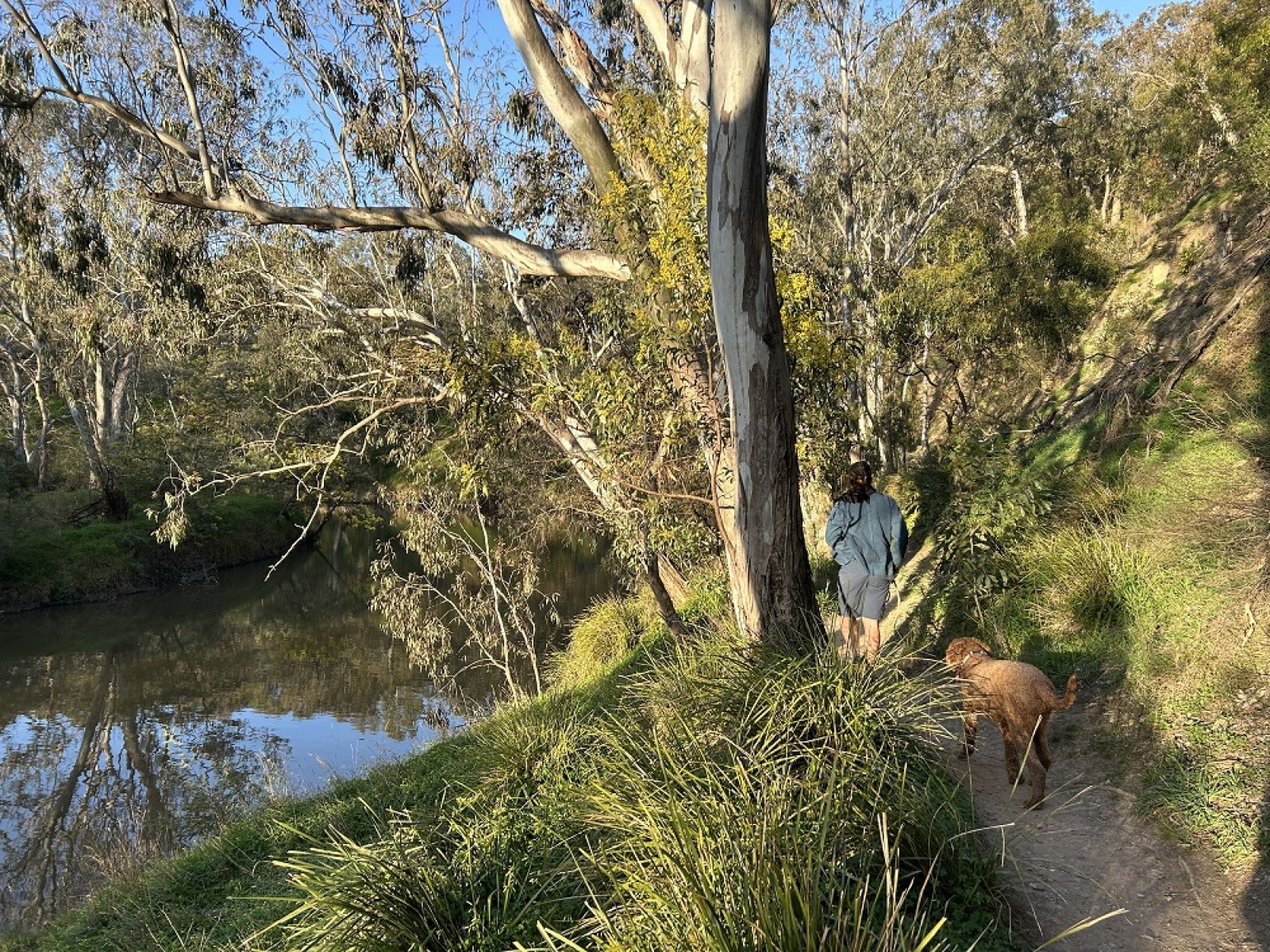 Birrarung near Kew Bat Colony