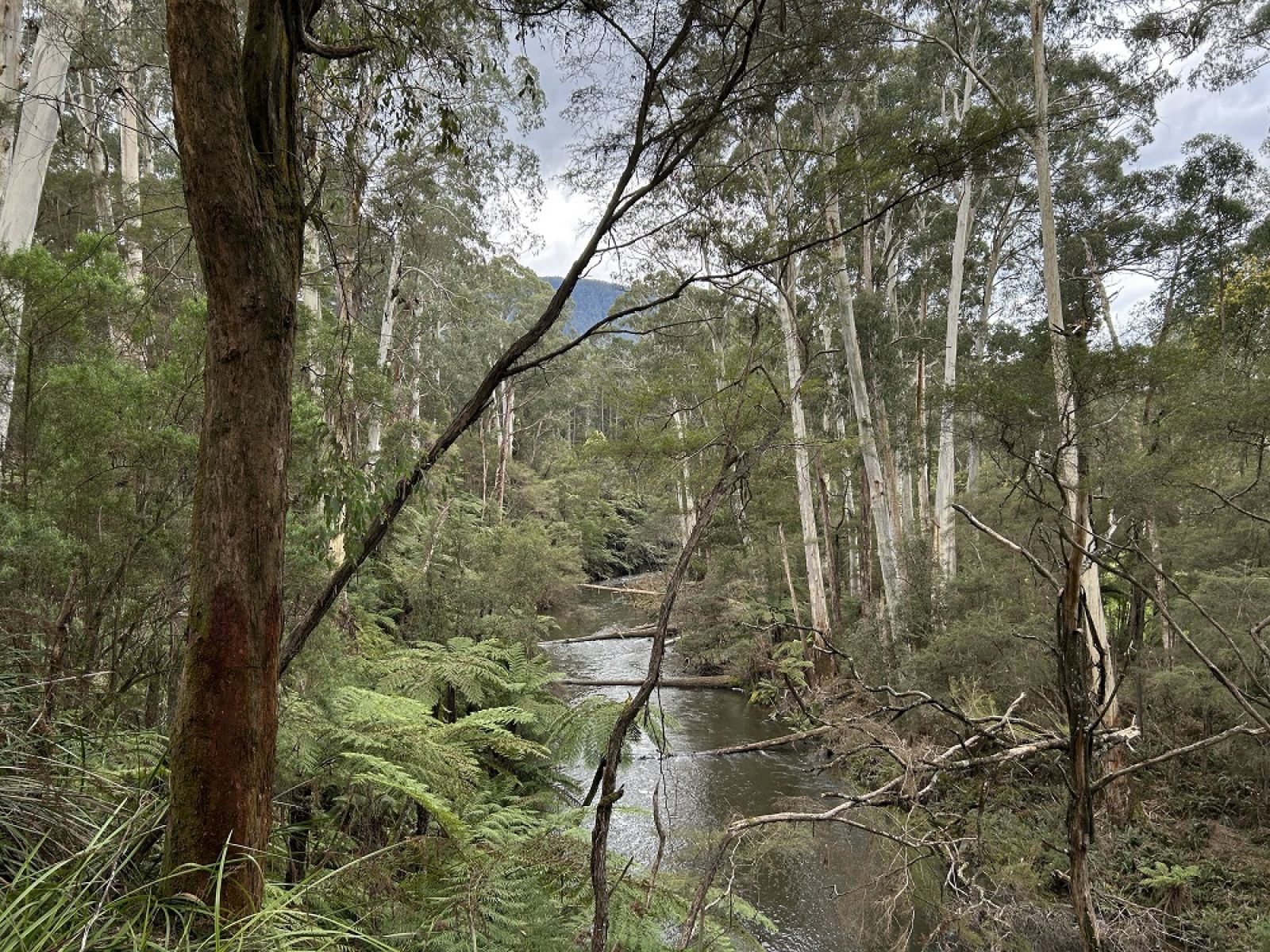 Birrarung (Yarra River) through tree tops with ferns and fallen logs