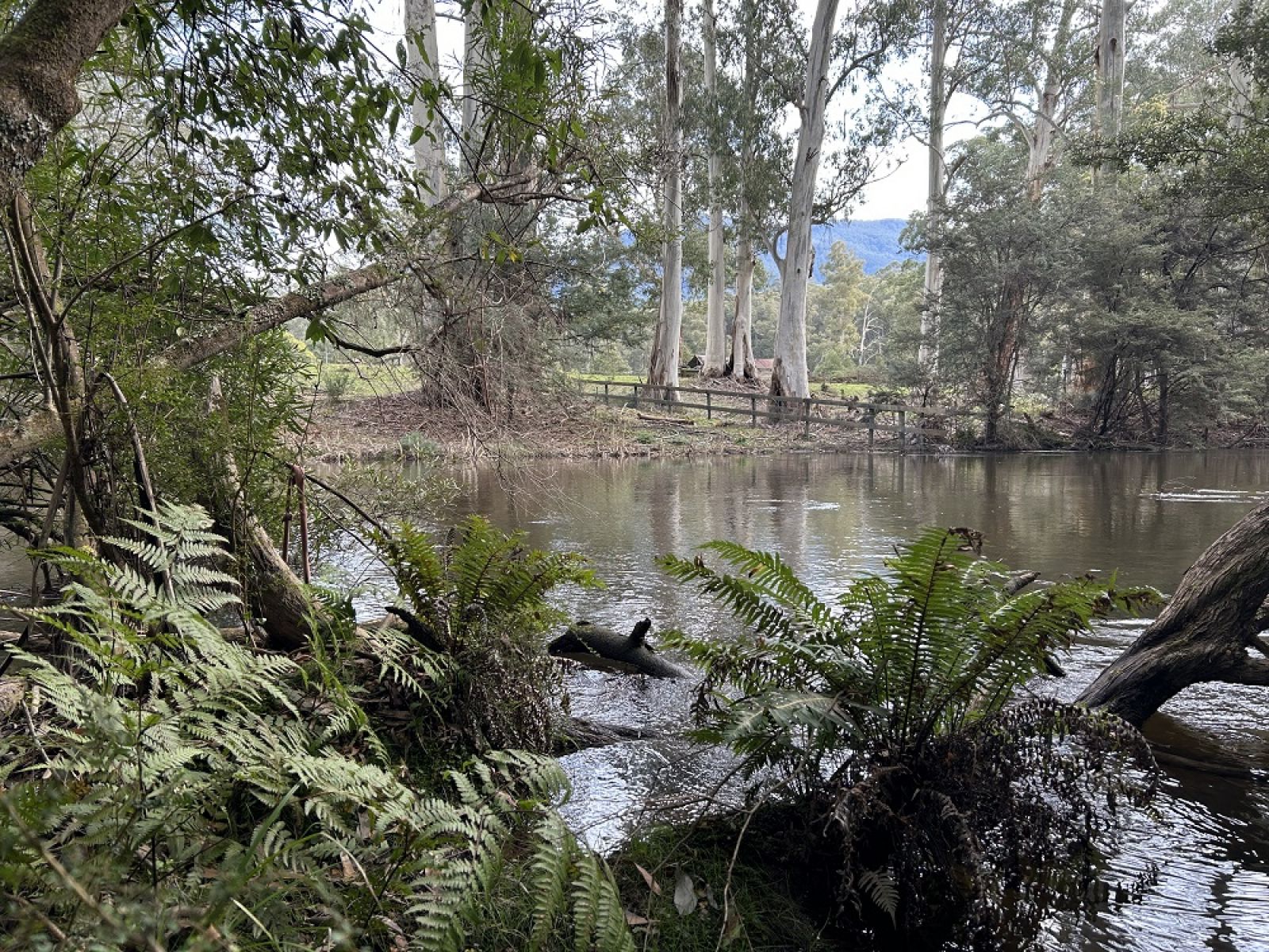 A forest location in the Upper reach with fencelines and treeferns