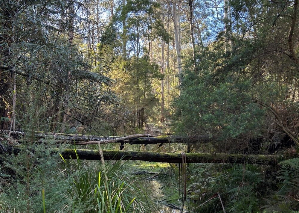 Big Peninsula Tunnel Anabranch